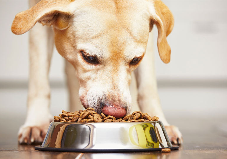 Why It Matters if Your Dog Likes Their Food